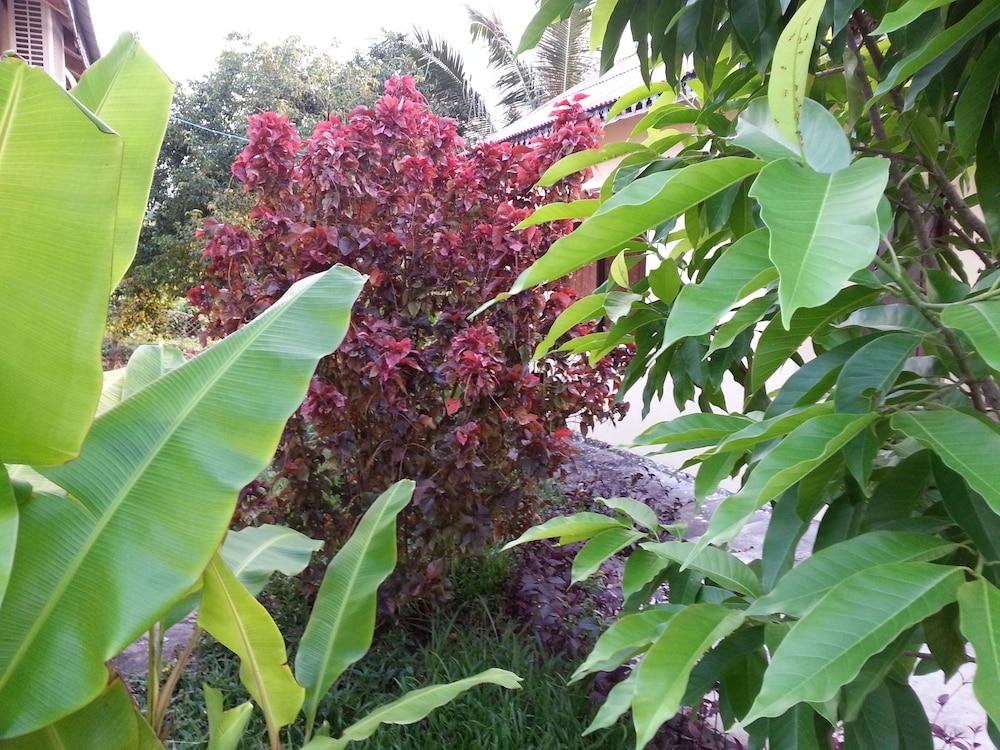 קפ Bird Of Paradise Bungalows מראה חיצוני תמונה