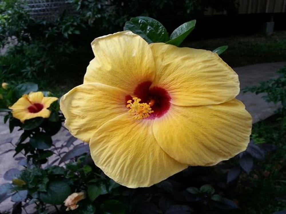 קפ Bird Of Paradise Bungalows מראה חיצוני תמונה
